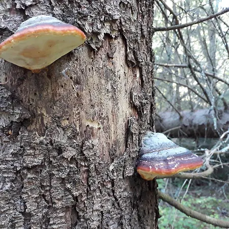 Varppi Saaristotila * 바사