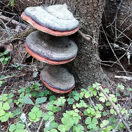 Varppi Saaristotila Vaasa