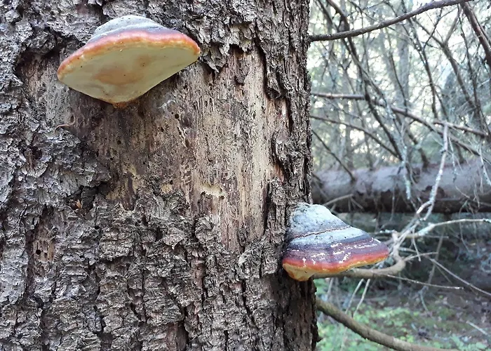 Varppi Saaristotila * Vaasa